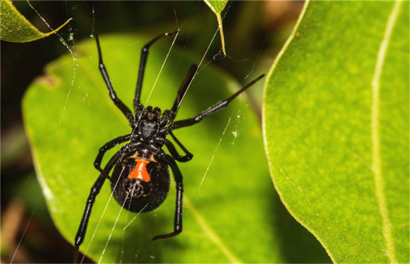 4种不仅带毒还让人十分痛苦的动物，第四让人感觉被子弹打中一样