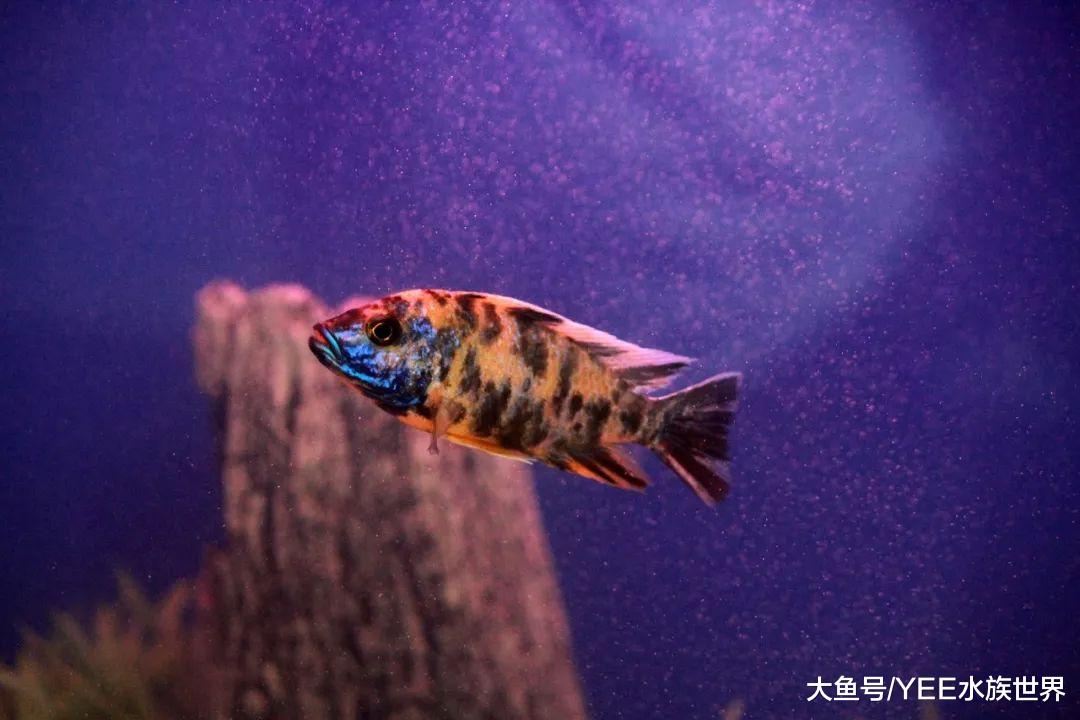 不敢给观赏鱼喂红虫，就体验不到清洗活食的乐趣