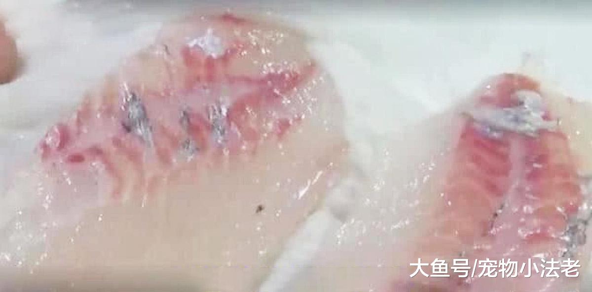 全球最硬的鱼，硬度达到钻石级别，再好的刀也破不了它的绝对防御