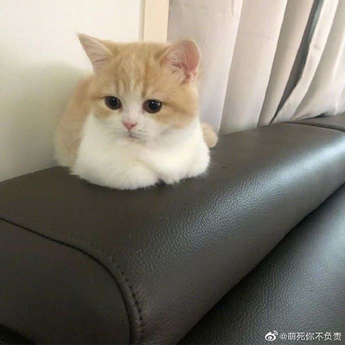 主人要给自己录视频，但猫咪有自己的想法