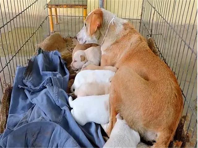 母犬受伤后逃回下水道，好心人前往救助才发现里面藏有6只幼犬！