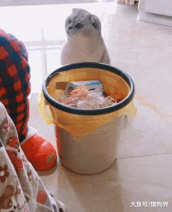 主人剥虾, 猫咪看的直眼馋, 猫: 就这么扔了? 我瞅着还能嗦一哈!