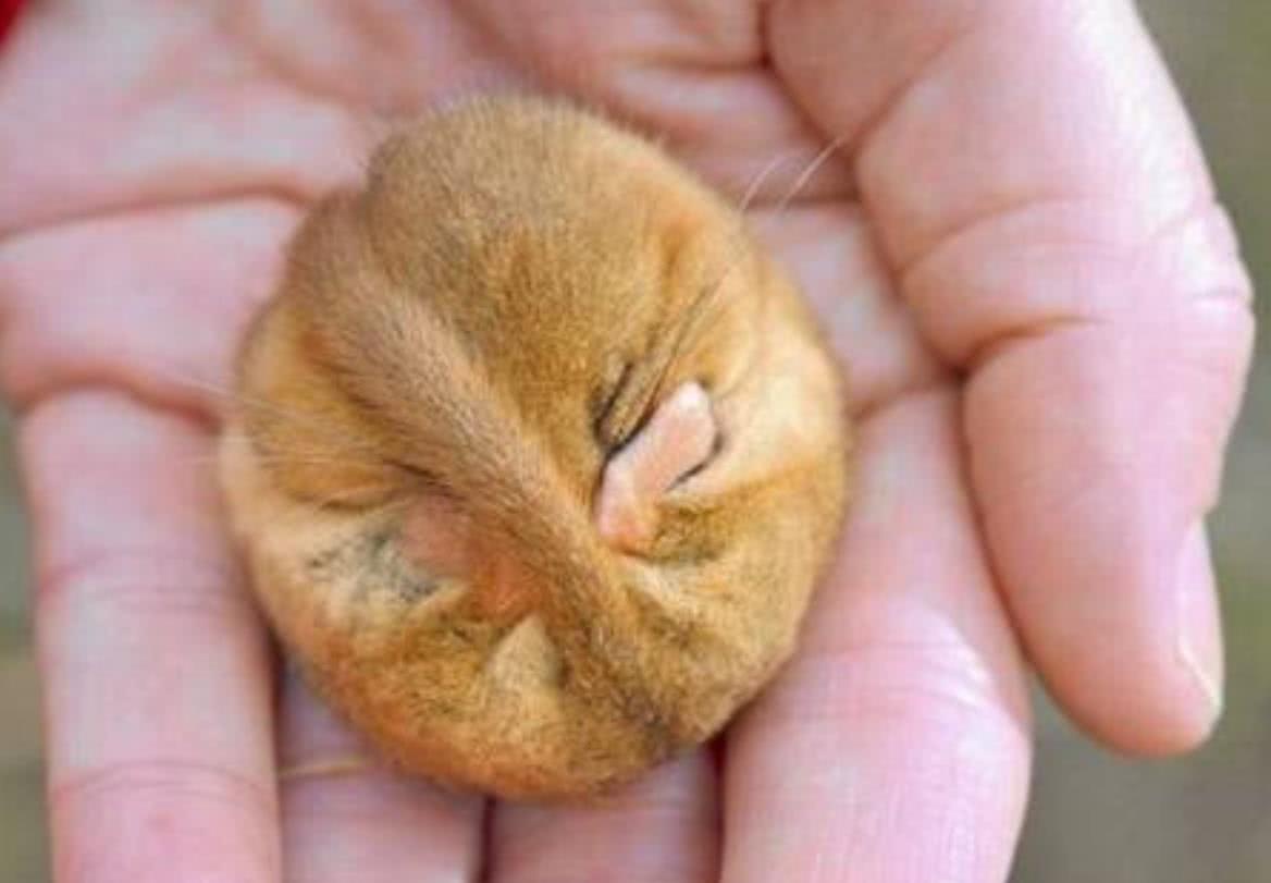 敢睡懶覺睡死過去的生物，這種小動物，算頭一個