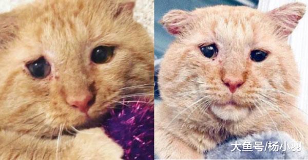 艾滋流浪猫满脸沧桑，终于有人肯领养，当晚抱主人的脚：别丢下我