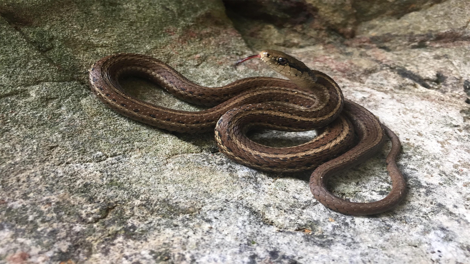一种中等体型的蛇西海岸袜带蛇，体长在460-960毫米之间
