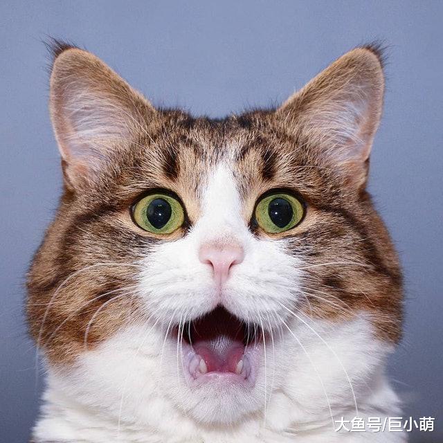 翘腿猫咪成表情帝，在他的微笑背后，其实隐藏着对抗残疾的乐观