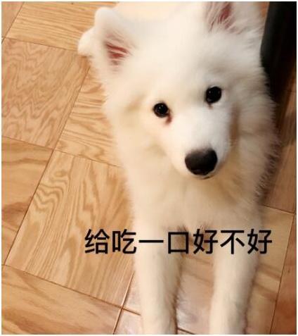 看似強壯威猛的薩摩耶，可是它的內心，卻超級喜歡撒嬌