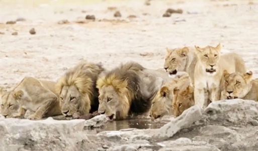 雄狮和雌狮非常好分辨，那么怎么用肉眼分辨老虎的公母呢？