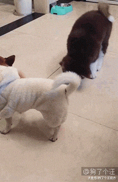 500多块的铁门，就这样被狗子们拆了？