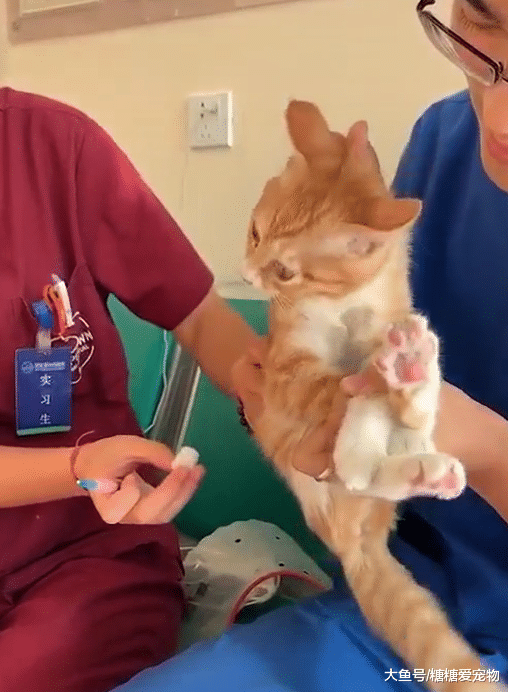 主人带猫咪去打针，看到针管之后惊呆了：what？那么长的针
