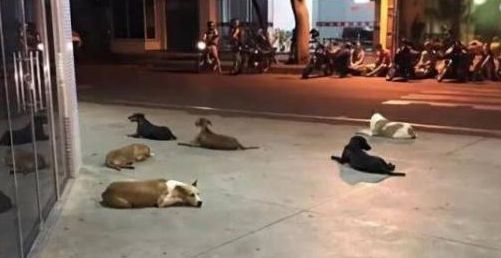 流浪汉生病入院，6只流浪狗守在医院门口，怎么赶都不走！