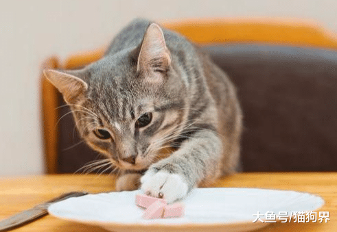 铲屎官课堂：带你看懂猫粮配料表