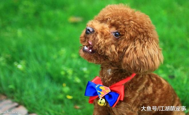 养不同的狗代表不同的性格，快看看自己是什么性格