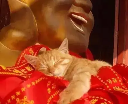 画面有点污，泰国一只奶牛猫，逮住寺院住持，狂吸他的奶！