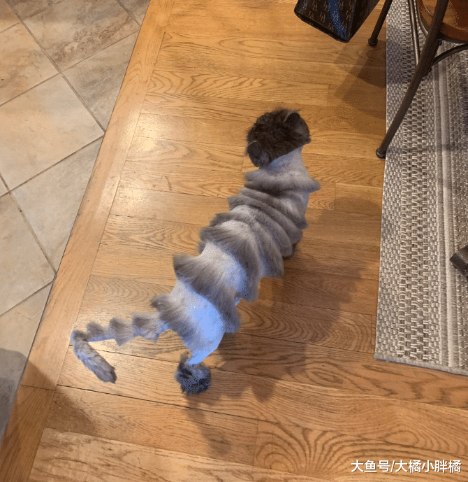 父亲给爱猫剪了个新发型，女儿看了直呼太丑，网友们却觉得很有范