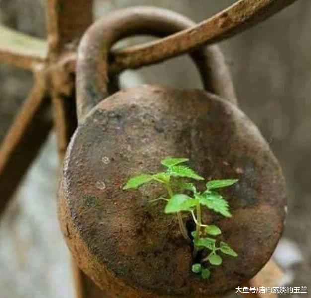 6张大自然的令人诧异的画面，图2：像蛇头一样的虫