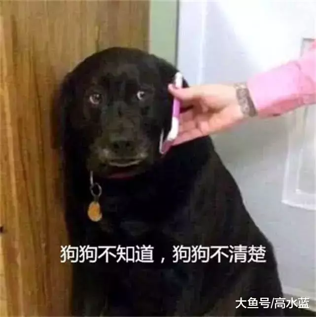 狗狗故意找女主人茬，男主人一个电话闪过来，狗狗立马就被降服了