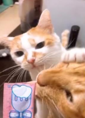 有吃的就翻脸不认人，猫咪为抢吃的痛击姐妹，连橘胖都被它打服