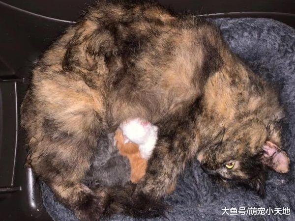 暴风雨来袭！母浪猫全身湿仍护宝宝，身体围成圈帮取暖