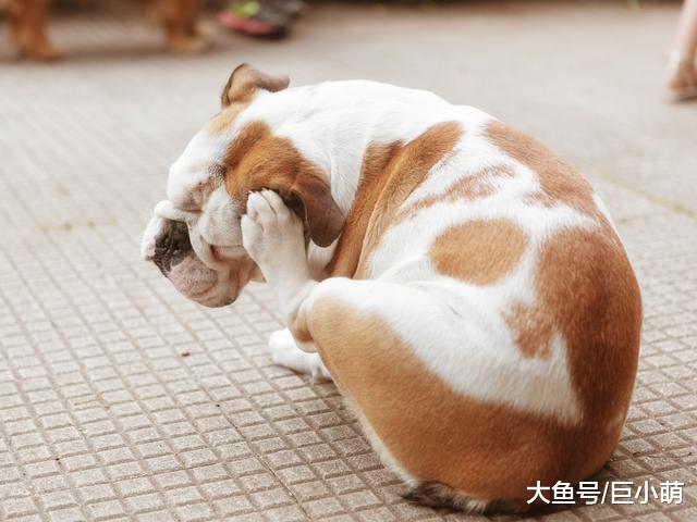 易引起狗狗过敏的7种食物，有些还特别常见，狗主人应小心