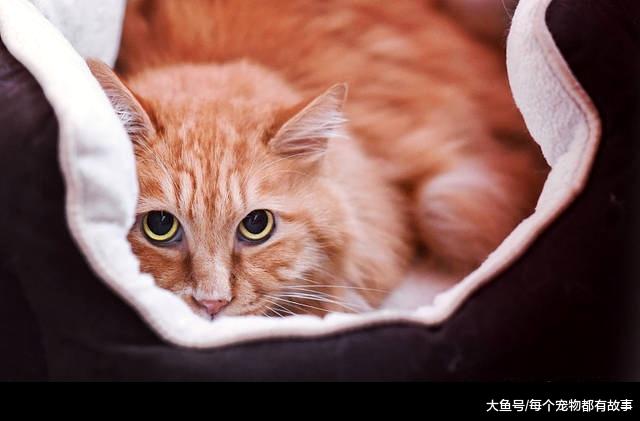 喵星人都喜欢钻铲屎官的被窝，这是什么原因呢