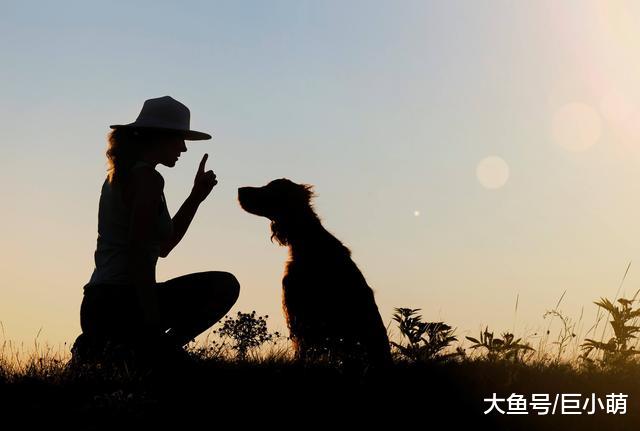 学会后退可以让狗狗避免许多危险，5歩让狗狗学会后退
