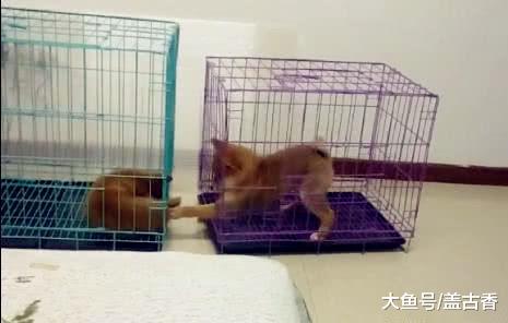 柴犬为了触摸小狗尾巴，绞尽脑汁费尽全身力气，网友：太聪明了！