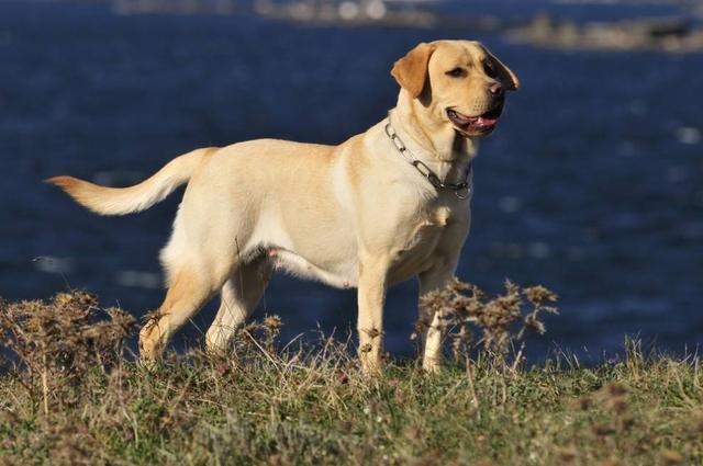 要養狗就養這“5種”犬，超級服從聽指揮，圖一很多人沒想到是它
