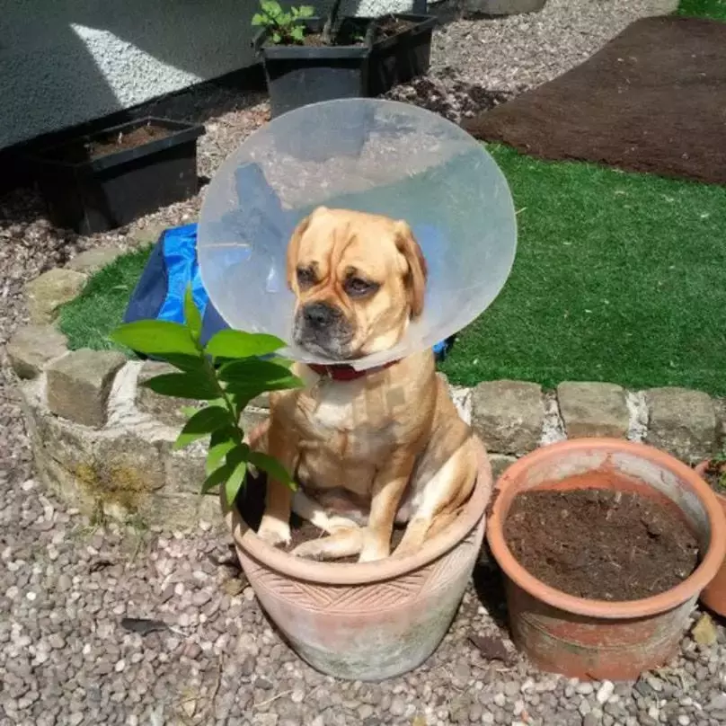 是時候栽一盆汪星人了！