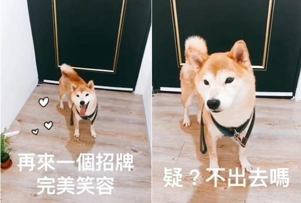 焦虑10岁老犬二度被弃养，后变爱笑男孩，她的一席话暖炸上千网友