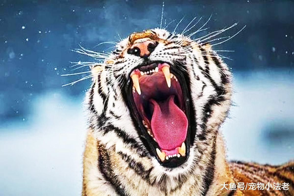 3只虎王之王，第1个猎杀棕熊和玩一样，最后一个竟吃了500多人！