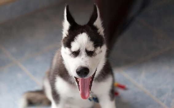 自从养了哈士奇之后，家里就发生了这五个变化，我开始有点后怕了