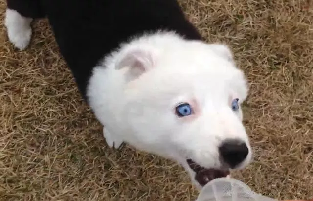 网友买了只二哈，看着有点怪，大家帮忙看看纯不？