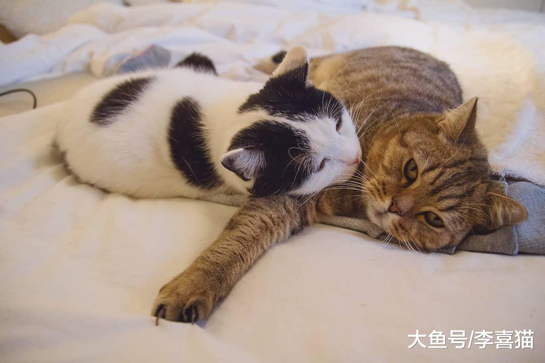 并不是所有貓咪之間都能和諧相處，鏟屎官想養兩只貓的話需要慎重