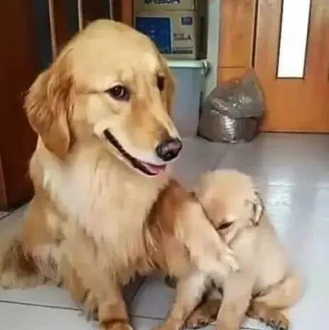 小金毛挨收拾，大金毛叼来根棍子，撅起自己屁股：放过孩子吧