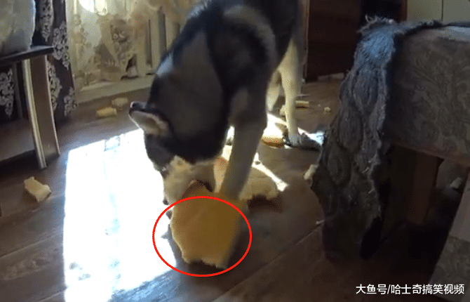 二哈咬坏沙发后, 还敢来“邀功”, 宠主: 这狗还能要吗?