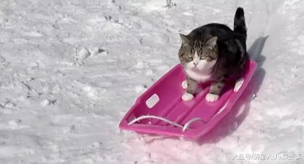 猫咪最喜欢玩雪滑梯了, 还会自己爬上来, 真机智!