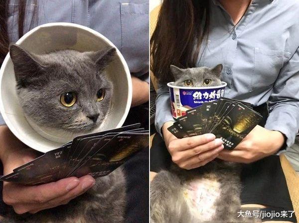 主人怕剛做完結扎的愛貓舔傷口，又不想多花錢，于是它誕生了……