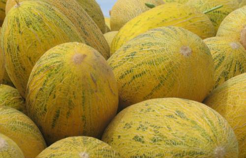 此果被称为“女人瓜”，大姨妈来了吃一点，不贫血了，便秘也没了