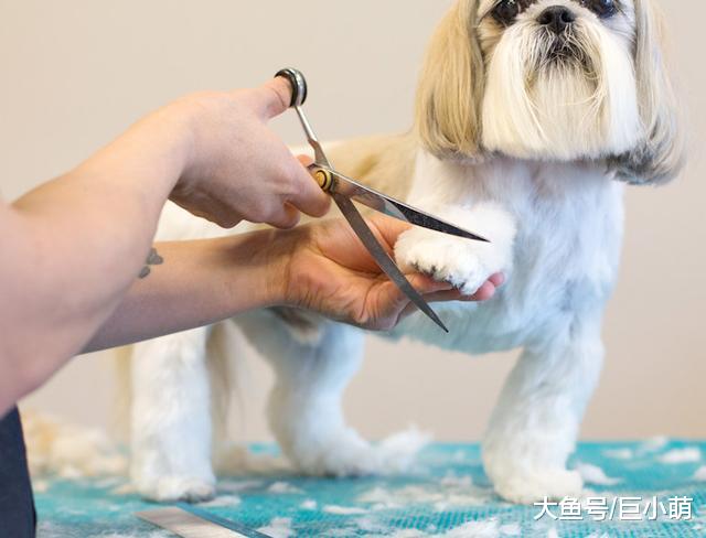 为什么主人洗剪吹30元，狗狗美容却要200！给狗剪毛会被咬啊