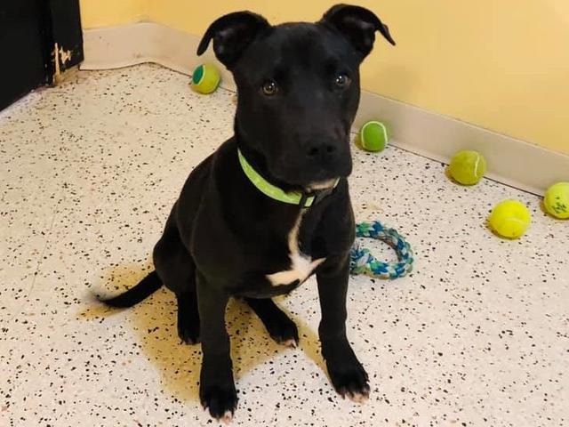 狗狗被注射安乐死，奇迹般地活了下来，人们决定再给它一线生机