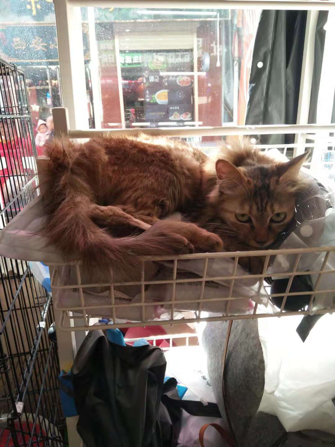 我喜欢你，那个叫二条的猫，下次我带着小鱼干去见你