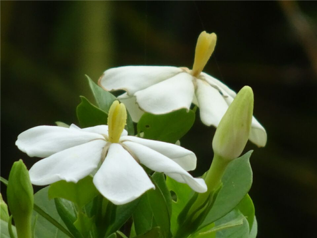 栀子花栽培不好的原因有哪些，这里知道来看看吧