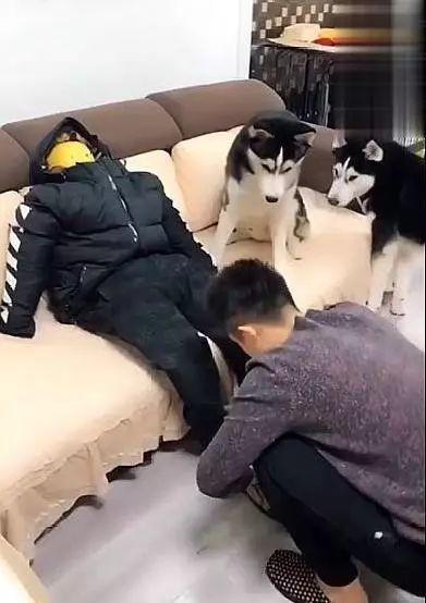 为防止宠物狗拆家，主人出门前给二哈留下个假人，两个钟回来笑了