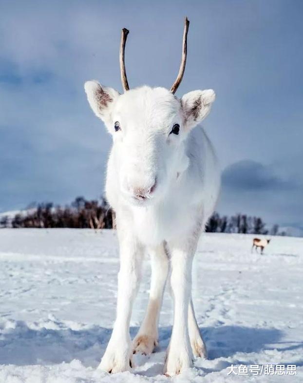 登雪山竟偶遇雪兽，看着像欧洲神话里的精灵，一查资料网友激动了