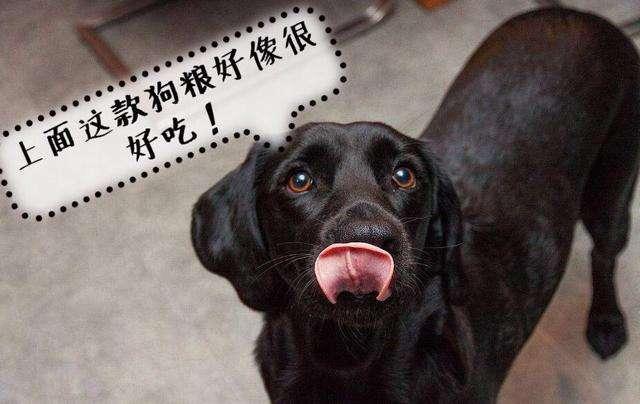 狗狗太粘人, 有5大“坏处”, 好怀念以前不粘自己的汪!