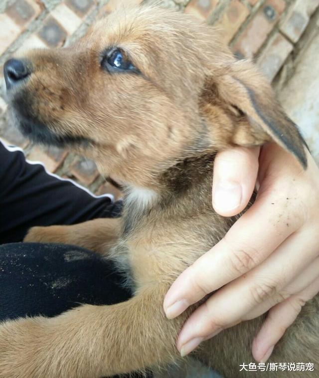 狗狗喜欢往你身上扑，不仅仅是因为喜欢你这么简单哦