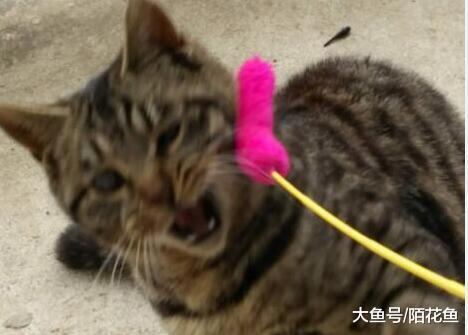 超烂拍猫技术大赛，网友纷纷参与，猫咪丑态照你们见过吗？