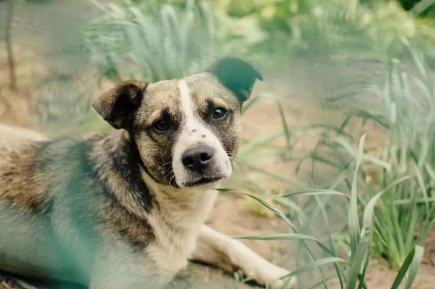 帮流浪狗找家领养代替购买，这样的明星，才应该叫偶像