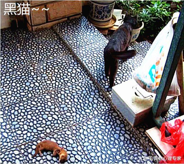 黃鼠狼嗝屁后無故失蹤，小哥調監控察看不禁動容，靈性的動物